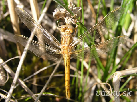 Orthetrum coerulescens