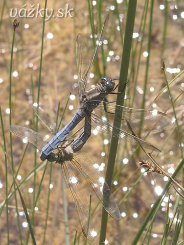 Orthetrum coerulescens