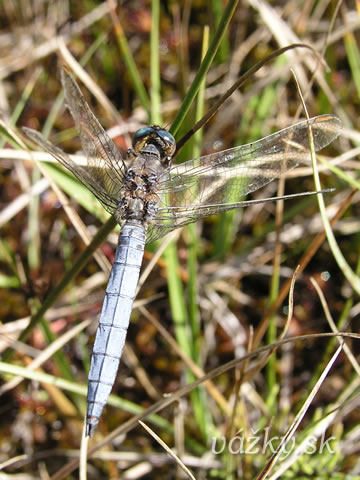 Orthetrum coerulescens