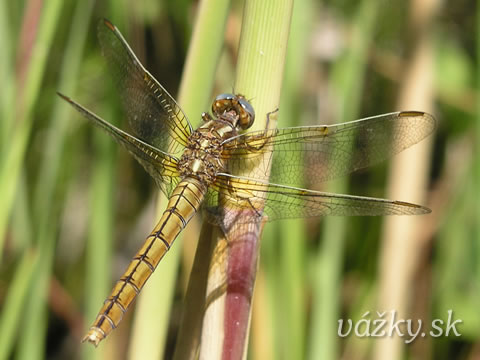 Orthetrum coerulescens