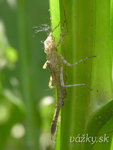 Platycnemis pennipes