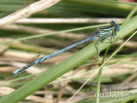 Platycnemis pennipes