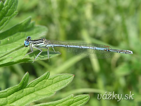 Platycnemis pennipes