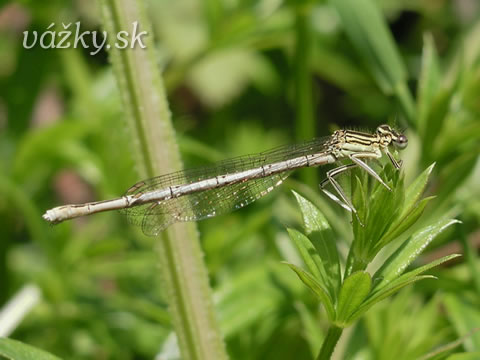 Platycnemis pennipes