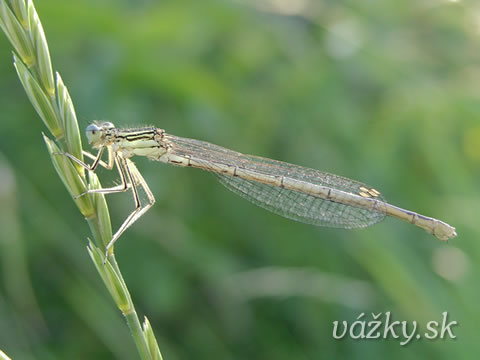 Platycnemis pennipes