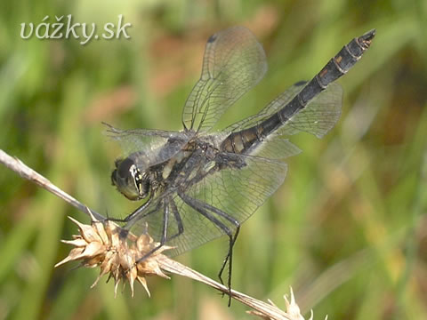 Sympetrum danae