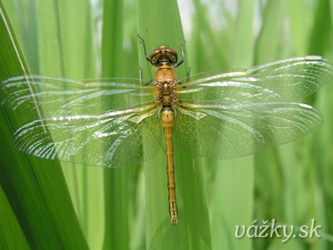 Sympetrum flaveolum