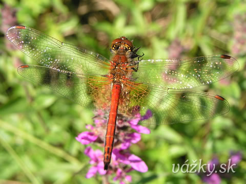 Sympetrum flaveolum