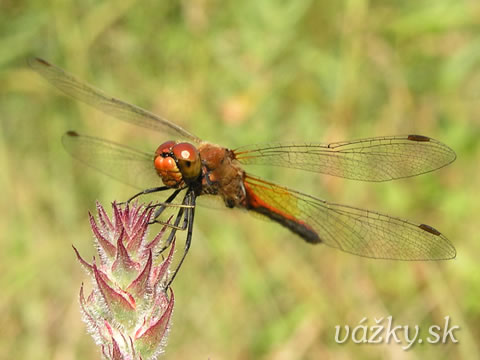 Sympetrum flaveolum