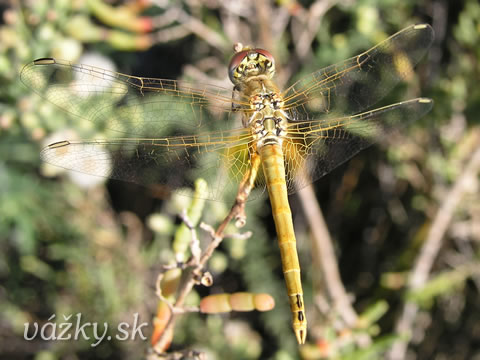 Sympetrum fonscolombii