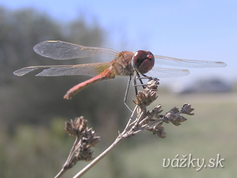 Sympetrum fonscolombii