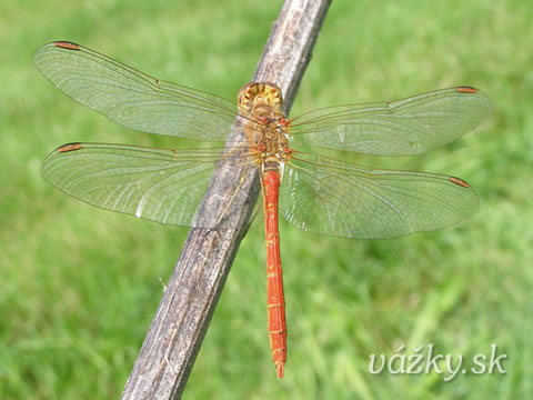 Sympetrum meridionale