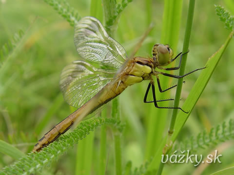 Sympetrum pedemontanum