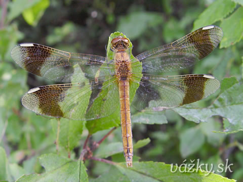 Sympetrum pedemontanum