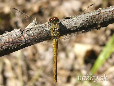 Sympetrum sanguineum