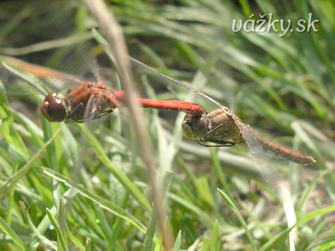 Sympetrum sanguineum