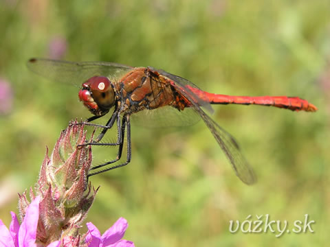 Sympetrum sanguineum