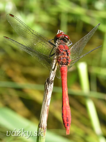 Sympetrum sanguineum