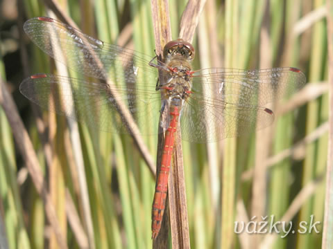 Sympetrum striolatum