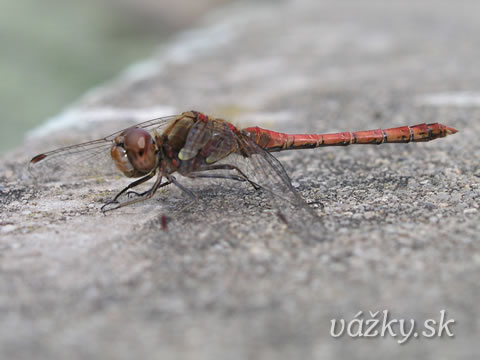 Sympetrum striolatum