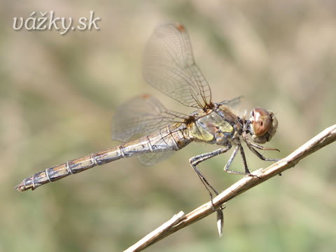 Sympetrum striolatum