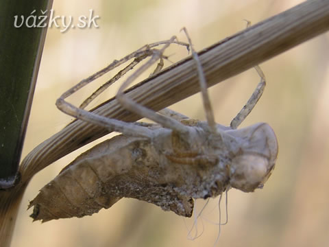 Sympetrum vulgatum