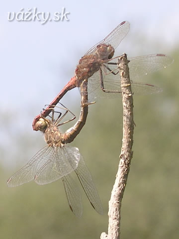 Sympetrum vulgatum