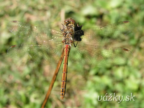 Sympetrum vulgatum