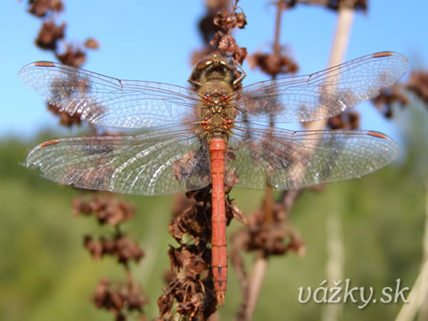 Sympetrum vulgatum