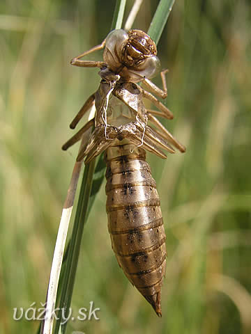 Aeshna juncea