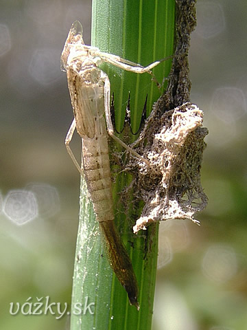 Coenagrion hastulatum