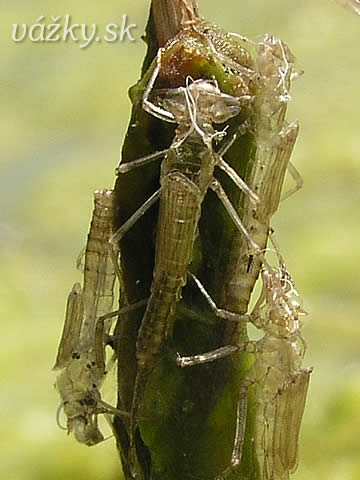 Coenagrion puella