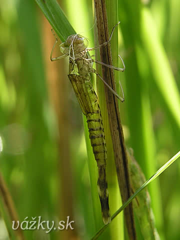 Lestes viridis