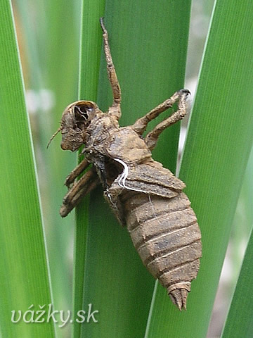 Libellula quadrimaculata