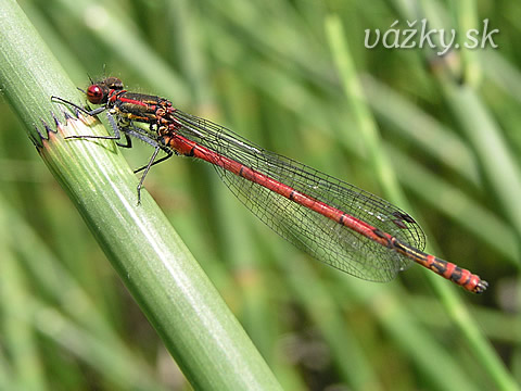 Pyrrhosoma nymphula