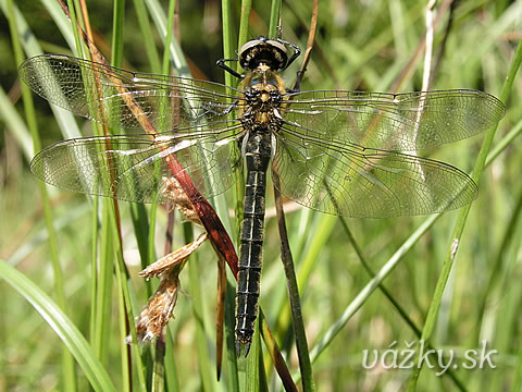 Somatochlora alpestris