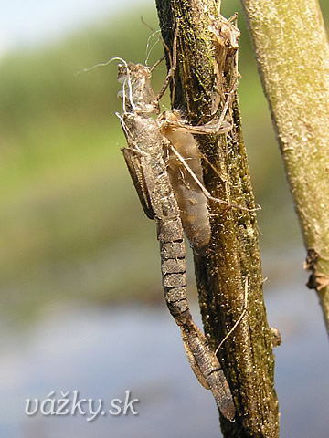 Sympecma fusca