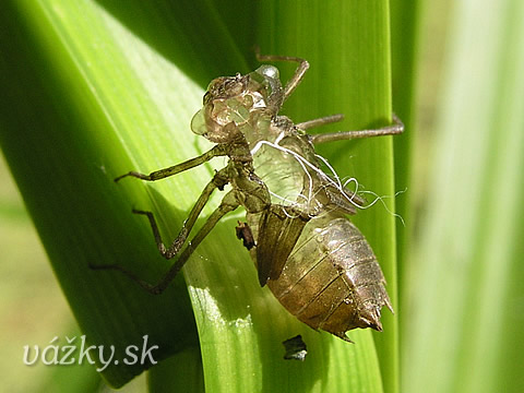 Sympetrum sanguineum