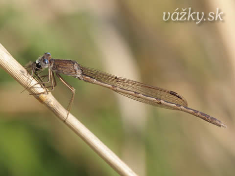 Sympecma paedisca