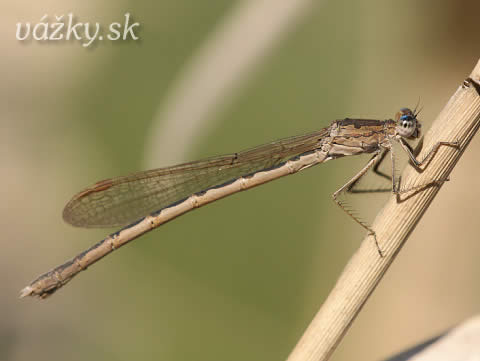 Sympecma paedisca