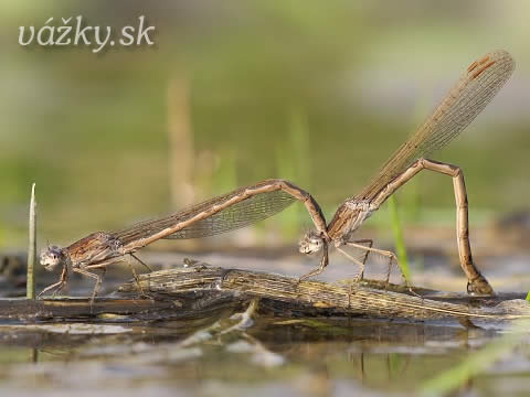 Sympecma paedisca