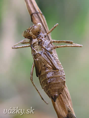 Sympetrum danae