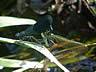 Calopteryx splendens - párenie