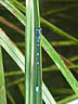 Coenagrion pulchellum - samec