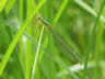 Lestes virens - samica