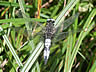 Libellula fulva - samec