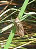 Sympetrum meridionale - exúvium