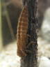 Brachytron pratense - larva