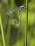 Coenagrion hastulatum - párenie