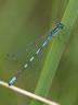 Coenagrion hastulatum - samec